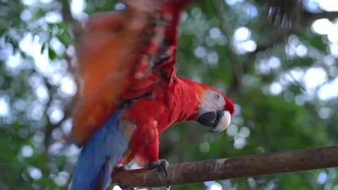 Red parrot flapping wings. Red macaw Stock Footage 149546281