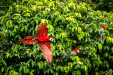 Red parrot in flight. Macaw flying, green vegetation in background. Red and g Stock Photos