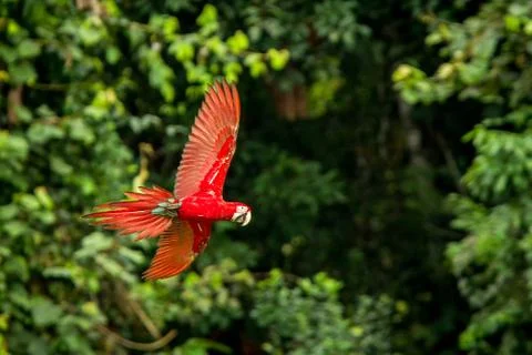 Red parrot in flight. Macaw flying, green vegetation in background. Red and g Stock Photos