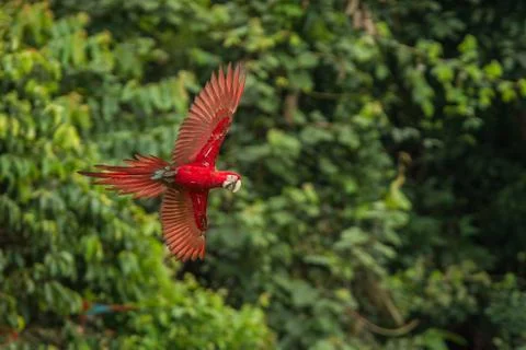 Red parrot in flight. Macaw flying, green vegetation in background. Red and g Stock Photos