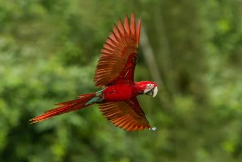 Red parrot in flight. Macaw flying, green vegetation in background. Red and g Stock Photos