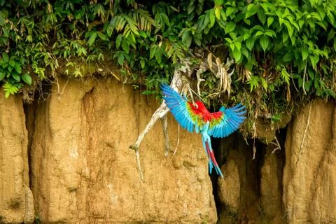 Red parrot in flight. Macaw flying, green vegetation in background. Red and g Stock Photos