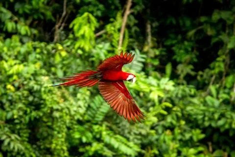 Red parrot in flight. Macaw flying, green vegetation in background. Red and g Stock Photos