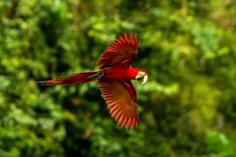 Red parrot in flight. Macaw flying, green vegetation in background. Red and g Stock Photos