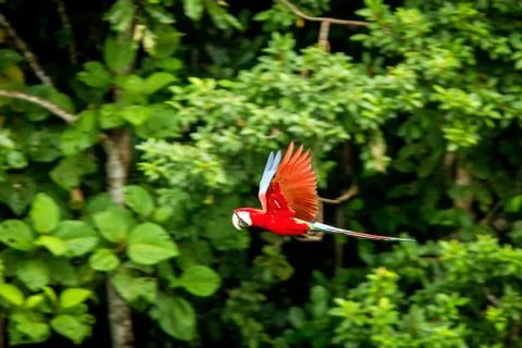 Red parrot in flight. Macaw flying, green vegetation in background. Red and g Stock Photos