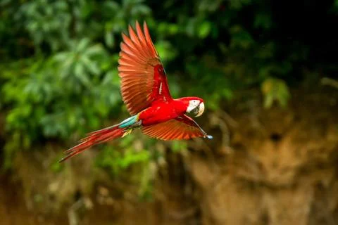 Red parrot in flight. Macaw flying, green vegetation in background. Red and g Stock Photos
