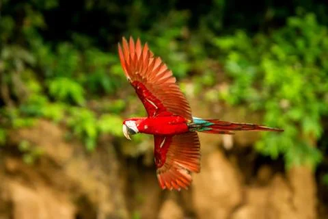 Red parrot in flight. Macaw flying, green vegetation in background. Red and g Stock Photos
