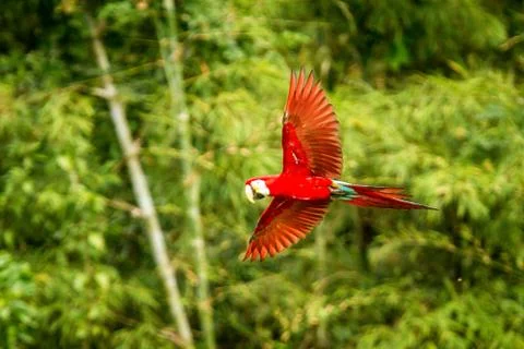Red parrot in flight. Macaw flying, green vegetation in background. Red and g Stock Photos