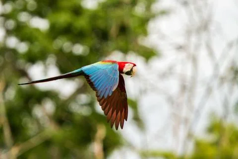 Red parrot in flight. Macaw flying, green vegetation in background. Red and g Stock Photos