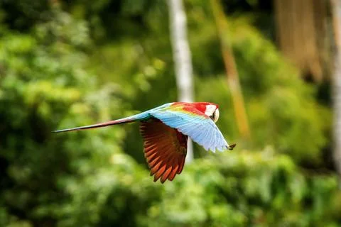 Red parrot in flight. Macaw flying, green vegetation in background. Red and g Stock Photos