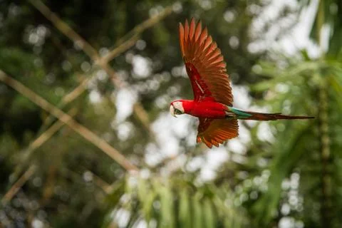Red parrot in flight. Macaw flying, green vegetation in background. Red and g Stock Photos