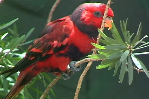 Red Parrot Stock-Footage 819802