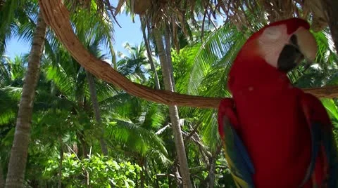 Red parrot Video stock 8839893