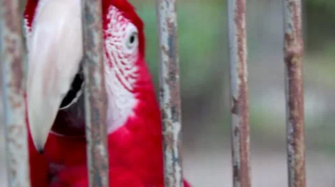 Red Parrot Video stock 8979432