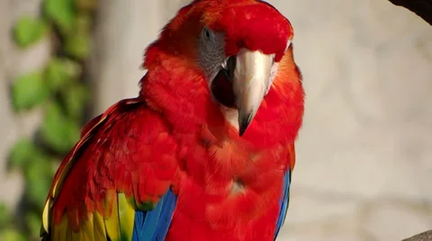 Red parrot 스톡 동영상 33523563