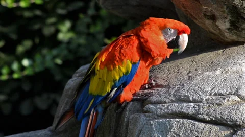 Red parrot 스톡 동영상 33548570