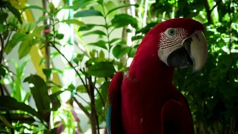 A red parrot Video stock 76721063