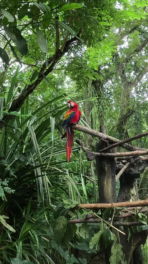 Red Parrot Stock Footage 294823699