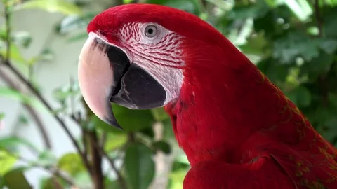 A red parrot in front of green background eating grains Stock Footage 90956962