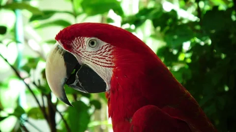 A red parrot in front of green background Stock Footage 107824533