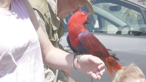 Red Parrot Handheld 3 Video stock 79631831