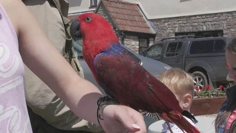 Red Parrot Handheld 4 Stock Footage 79632132