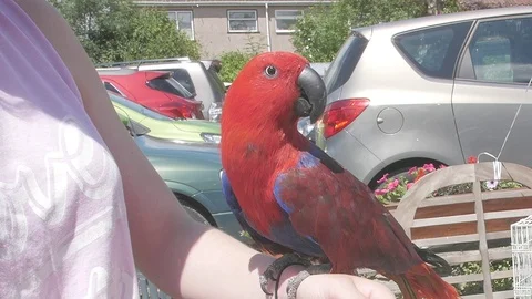 Red Parrot HD Stock Footage 79631691