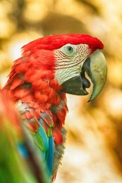 Red parrot head 스톡 사진