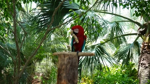 Red Parrot in the Jungle Stock Footage 86401841