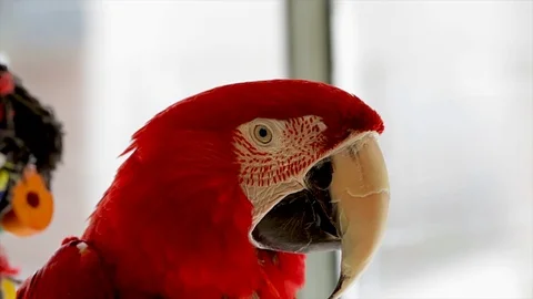 Red parrot with large beak. Close up portrait of a pet Parrot eye, red feathers  Stock Footage 95753003
