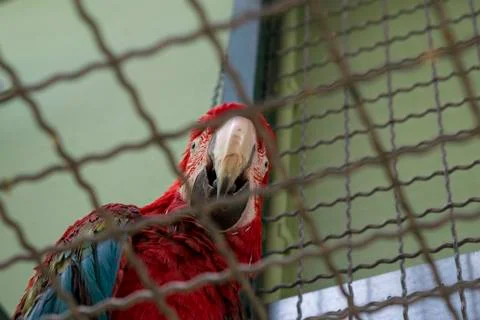 Red parrot looking down through cage wire 스톡 사진