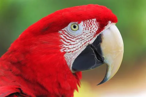 Red Parrot macaw tropical bird on nature, Pantanal wetlands, Brazil Foto stock