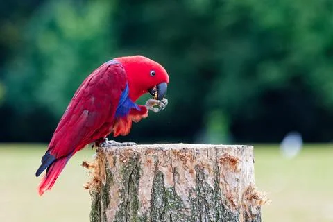 Red Parrot Perched on a Tree Stump Stock Photos