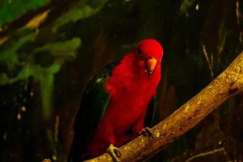 Red parrot perching on a tree branch Stock-Fotos