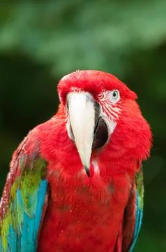 Red parrot Foto stock