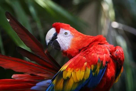 Red parrot Stock Photos