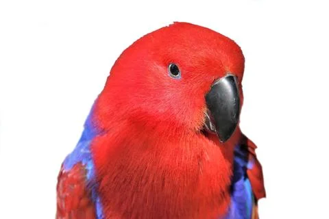 Red parrot Stock Photos