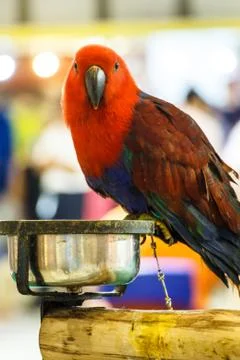 Red parrot Stock Photos