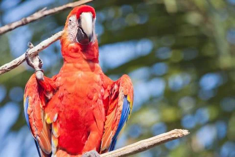 Red parrot Stock Photos