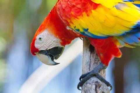 Red parrot Stock Photos