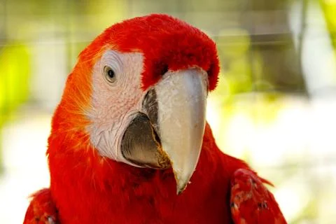 Red Parrot Foto stock