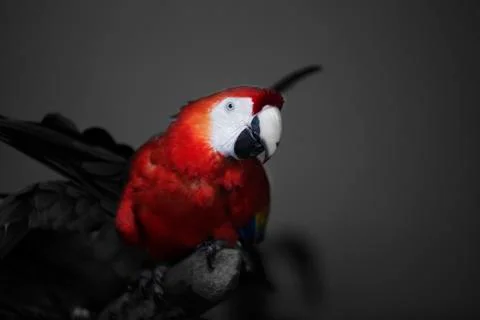RED Parrot  Stock Photos