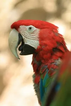 Red parrot Foto stock