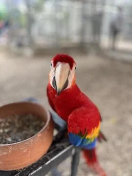 Red parrot 스톡 사진