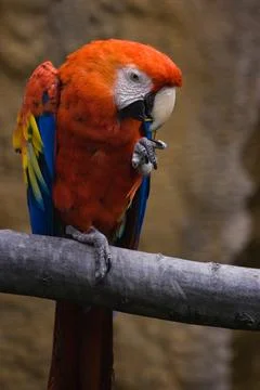 Red Parrot Stock Photos