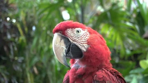 Red parrot portrait on a jungle background. Stock Footage 104494409