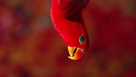 Red parrot posing on camera Stock Photos