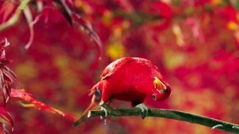 Red parrot posing on camera Stock Photos