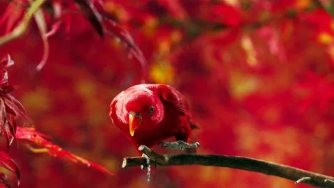 Red parrot posing on camera Stock Photos