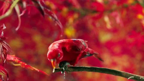 Red parrot posing on camera Stock Photos